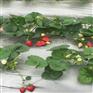 承德阿玛奥草莓苗哪里卖 承德阿玛奥草莓苗哪里卖
