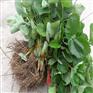 淮安草莓苗种植基地 淮安草莓苗种植基地