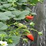 唐山粉红公主草莓苗市场价格 唐山粉红公主草莓苗市场价格