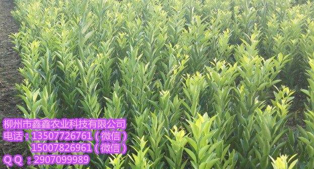 中山马水橘苗价格多少钱&nbsp;&nbsp;茂谷柑&nbsp;&nbsp;沃柑苗&nbsp;&nbsp;茂谷柑苗