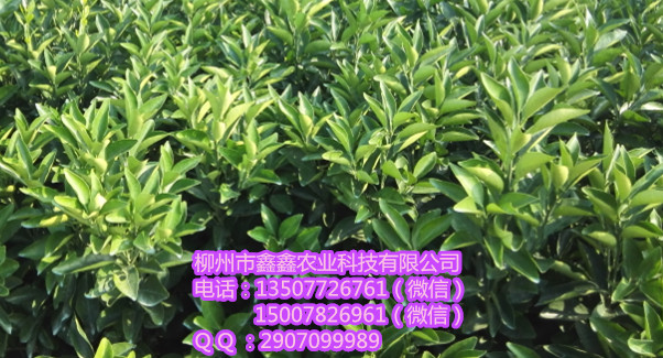 黔东南哪里有8号血橙苗供应&nbsp;&nbsp;沙糖桔苗&nbsp;&nbsp;茂谷柑果苗&nbsp;&nbsp;沃柑苗