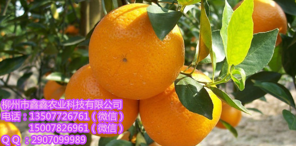 肇庆哪里有美国糖桔苗供应&nbsp;&nbsp;沙糖桔苗&nbsp;&nbsp;沃柑苗&nbsp;&nbsp;沃柑苗价格