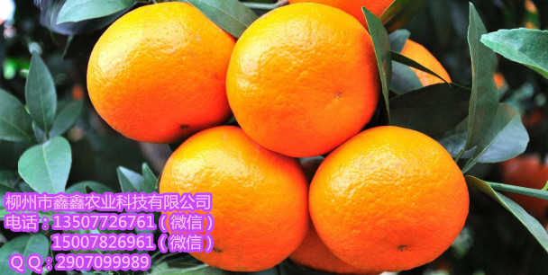黔西南供应无核沃柑苗｜黔西南无核沃柑苗基地批发&nbsp;&nbsp;脐橙苗&nbsp;&nbsp;脐橙苗价格&nbsp;&nbsp;沃柑苗价格