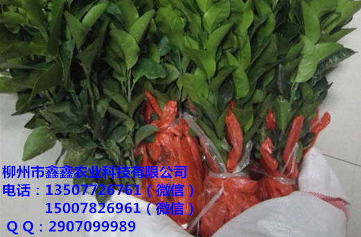 惠州金秋早熟砂糖橘果苗出售&nbsp;&nbsp;沙糖桔苗&nbsp;&nbsp;茂谷柑果苗&nbsp;&nbsp;沃柑苗