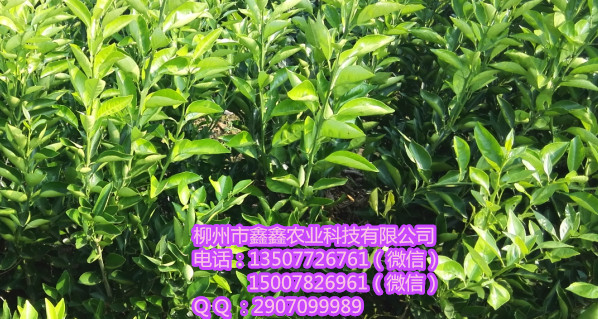 黔东南哪里有桂橙一号苗卖&nbsp;&nbsp;沙糖桔苗&nbsp;&nbsp;沃柑苗&nbsp;&nbsp;茂谷柑苗