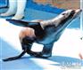 西峰海洋生物展览出租联系方式