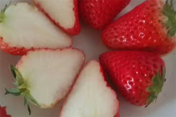 广东梅州甜查理草莓苗成长特性