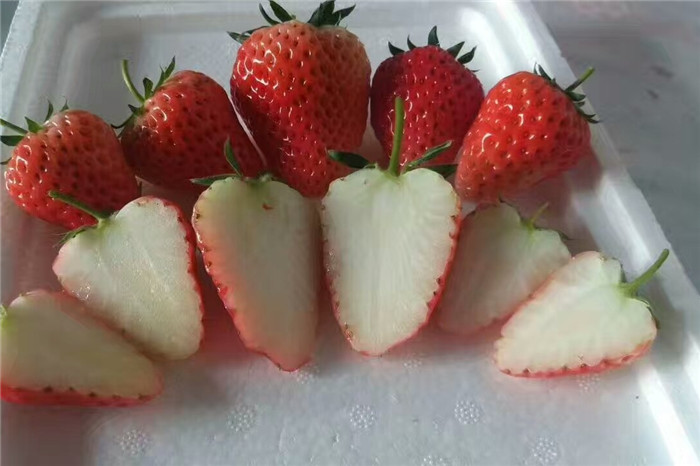 贵州黔南草莓苗有哪些优势