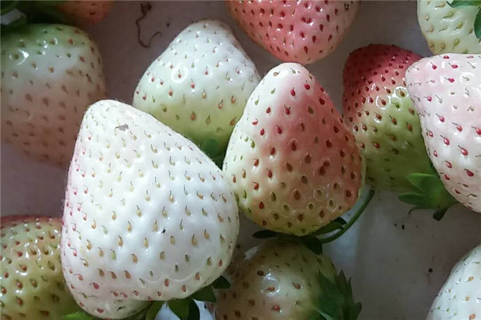 湖北恩施奶油草莓苗不二之选