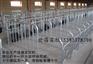 定制猪场各种高端现代化单体母猪定位栏连体母猪定位栏