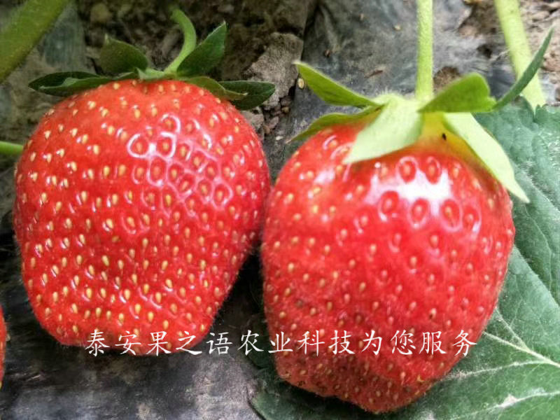 Ssanta草莓苗、Ssanta草莓苗批发