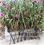江西省南昌市花坛草坪护栏塑料栅栏耐用吗，纯手工手艺