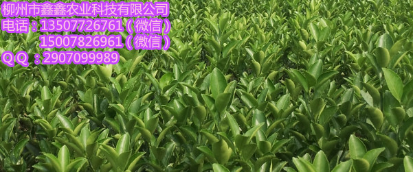 常德哪个地方有贡柑果苗卖&nbsp;&nbsp;茂谷柑苗&nbsp;&nbsp;沙糖桔苗&nbsp;&nbsp;三红蜜柚苗