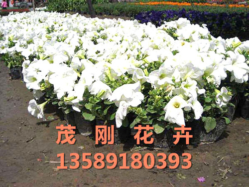 青州时令草花批发基地