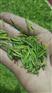 批发扁芽绿茶茶叶恩施富硒茶叶