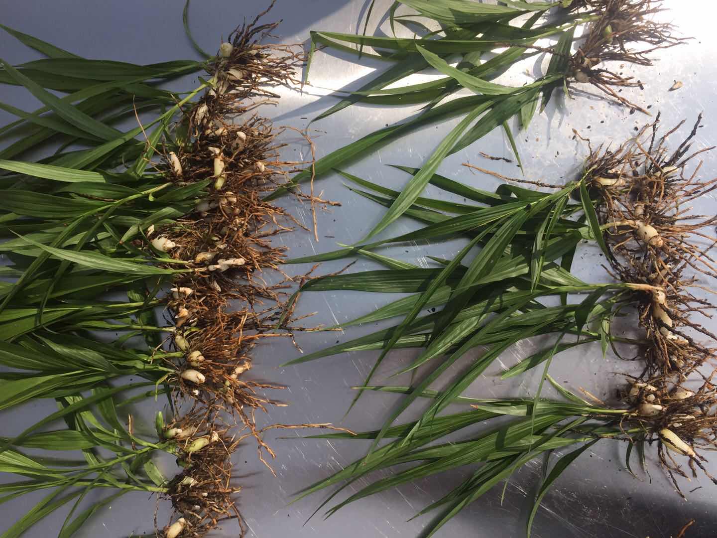 马鞍山紫花白芨苗圃基地大量批发中昆明双穗农业  三叉子花白芨种苗
