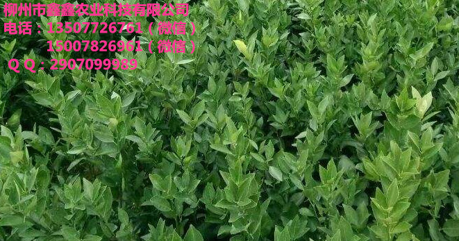 供应茂谷柑苗｜哪里有优质茂谷柑苗卖&nbsp;&nbsp;脐橙苗&nbsp;&nbsp;默科特苗