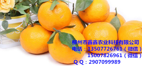娄底贡柑苗出售&娄底贡柑苗价格多少钱 沙糖桔苗 茂谷柑苗 默科特苗