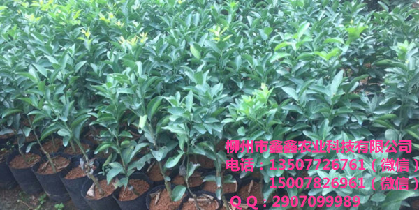 娄底柑子树苗出售&娄底柑子树苗的价格多少钱呀&nbsp;&nbsp;香橙&nbsp;&nbsp;茂谷柑果苗&nbsp;&nbsp;默科特苗