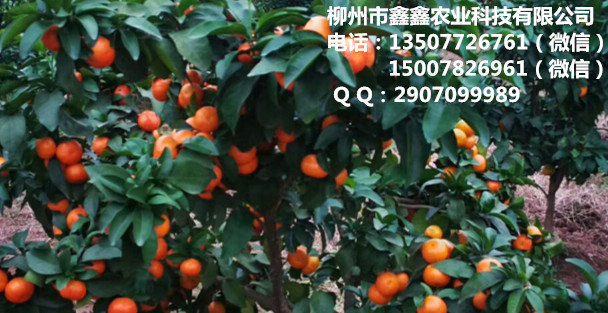 长沙哪里有沃柑苗基地&nbsp;&nbsp;沙糖桔苗&nbsp;&nbsp;茂谷柑苗