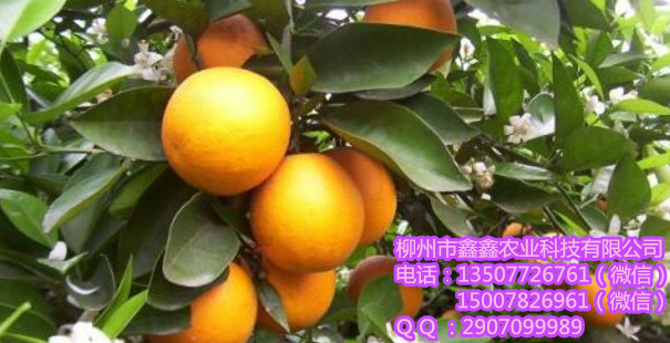 长沙哪里有优质夏橙苗卖啊&nbsp;&nbsp;茂谷柑&nbsp;&nbsp;茂谷柑果苗&nbsp;&nbsp;沃柑苗价格
