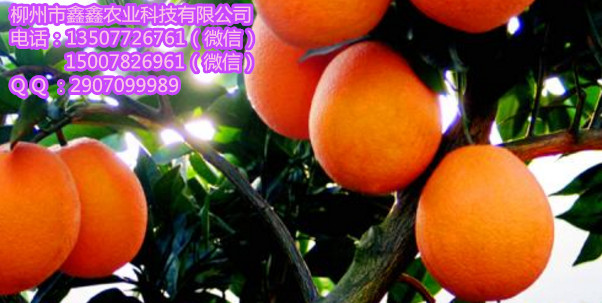 长沙哪个脐橙苗批发的基地比较好&nbsp;&nbsp;脐橙苗价格&nbsp;&nbsp;沃柑苗