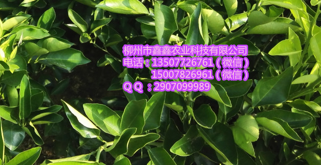 永州在哪买果树苗好&nbsp;&nbsp;脐橙苗&nbsp;&nbsp;沃柑苗&nbsp;&nbsp;默科特苗