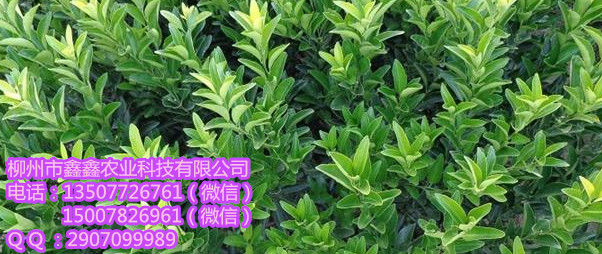 湘潭南瓜橘苗价格&nbsp;&nbsp;沙糖桔苗&nbsp;&nbsp;茂谷柑苗&nbsp;&nbsp;沃柑苗价格