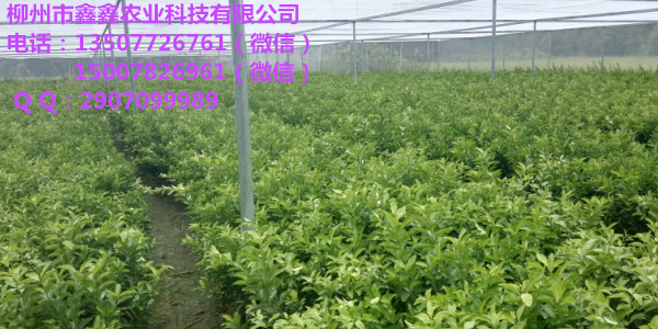 湖南目前营养杯沙糖桔苗价格多少 脐橙苗 茂谷柑果苗 沃柑苗