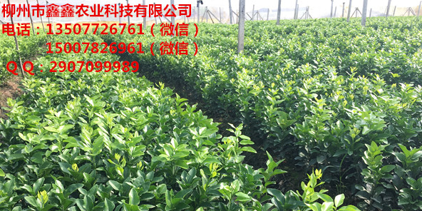 永州哪里有金秋早熟沙糖橘苗批发出售啊&nbsp;&nbsp;沙糖桔苗&nbsp;&nbsp;脐橙苗价格&nbsp;&nbsp;沃柑苗价格