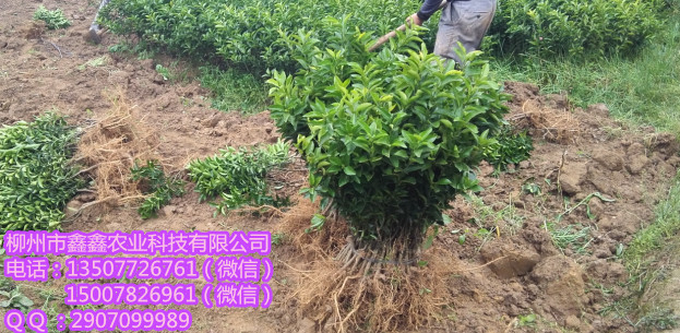永州哪里有青皮蜜桔苗供应&nbsp;&nbsp;茂谷柑&nbsp;&nbsp;茂谷柑苗&nbsp;&nbsp;默科特苗