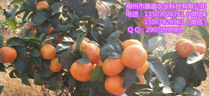 湘潭哪里出售金秋早熟沙糖桔杯苗的&nbsp;&nbsp;沙糖桔苗&nbsp;&nbsp;茂谷柑果苗&nbsp;&nbsp;沃柑苗价格