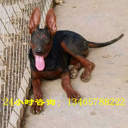 莱州红怎么训莱州红幼崽什么样杜高犬。