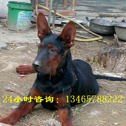 藏獒现在成品莱州红价格