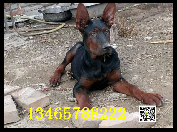 牧羊犬现在如何家养莱州红