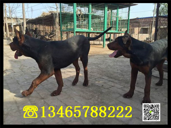 莱州红怎么训莱州红幼崽什么样杜高犬。