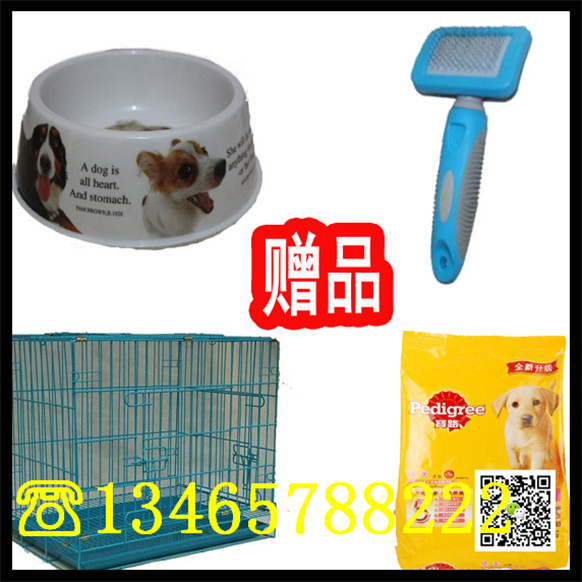 莱州红视频金毛价格