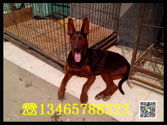 牧羊犬现在如何家养莱州红