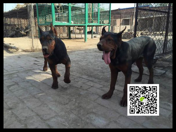 黑背犬现在城市可以养殖莱州红吗