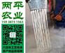黄冈正宗红薯粉皮市场行情|红薯粉皮批发商