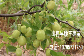 早脆王枣几月份成熟？几月份开花结果  枣苗  枣树
