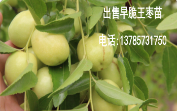 阜阳哪里出售早脆王枣苗（安徽）  枣苗枣树