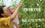 早脆王枣几月份成熟？几月份开花结果