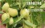 阜阳哪里出售早脆王枣苗（安徽）