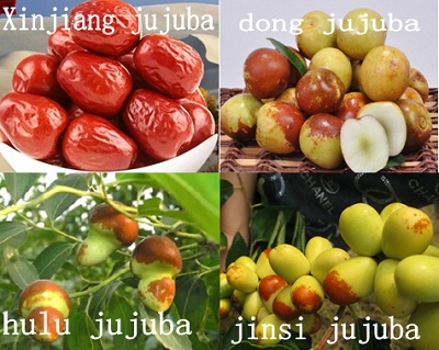 出口枣苗  枣树  红枣