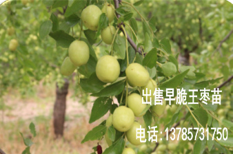 合肥早脆王枣种植基地，3公分早脆王枣多少钱一颗  枣苗  枣树苗  红枣