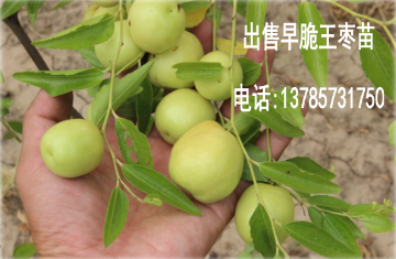 合肥早脆王枣种植基地，3公分早脆王枣多少钱一颗  枣苗  枣树苗  红枣