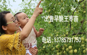 合肥早脆王枣种植基地，3公分早脆王枣多少钱一颗  枣苗  枣树苗  红枣