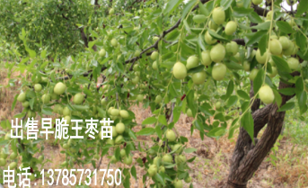 宣城3公分早脆王枣价格？滁州8公分早脆王枣树苗价格  早脆王枣苗  红枣苗