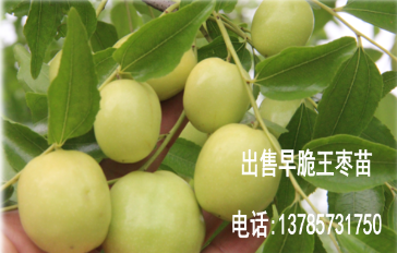 早脆王枣几月份成熟？几月份采摘上市  枣苗  红枣基地  枣树基地